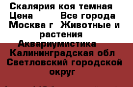 Скалярия коя темная › Цена ­ 50 - Все города, Москва г. Животные и растения » Аквариумистика   . Калининградская обл.,Светловский городской округ 